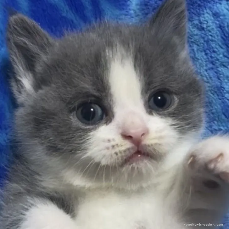 ID：2310-02564の子猫