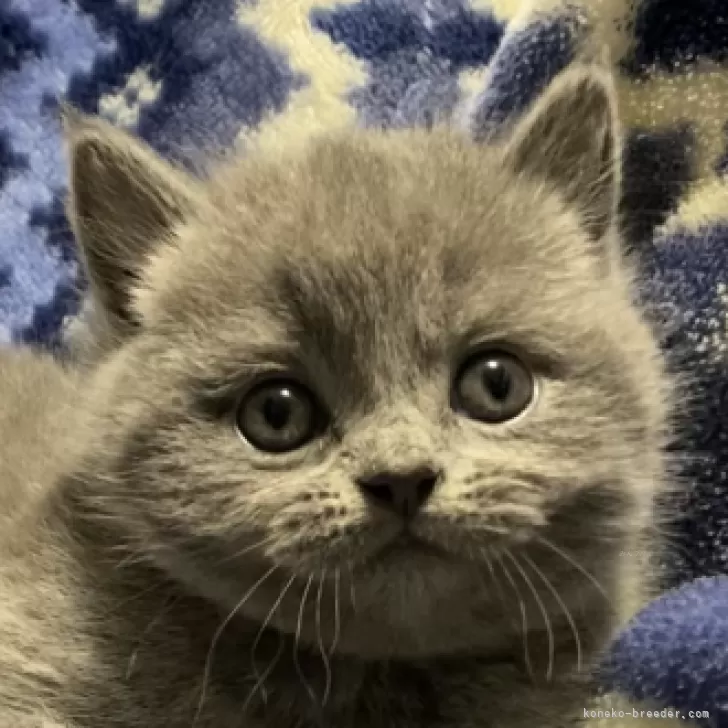 Ali 様のお迎えした子猫