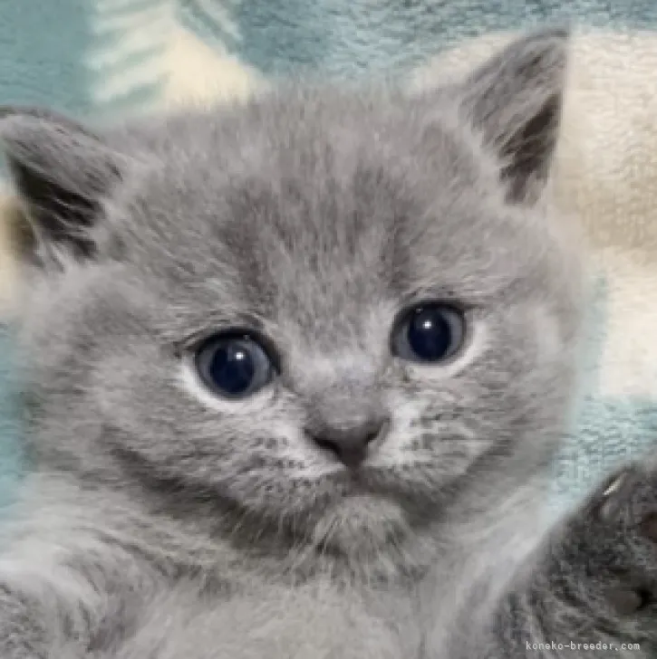ID:2311-02007の子猫