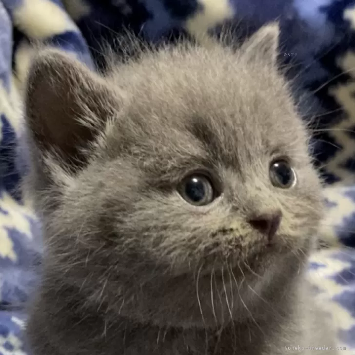 ID：2404-01024の子猫