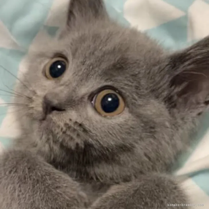 ID:2311-02585の子猫