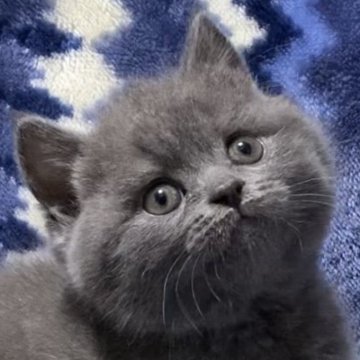 ブリティッシュショートヘア【千葉県・女の子・2023年12月23日・ブルー】の写真「父猫グランドチャンピオンです🏆✨」