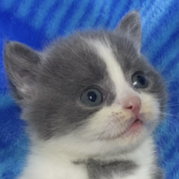 ブリティッシュショートヘア【千葉県・男の子・2023年10月1日・ブルー&ホワイト】の写真「かなり飼育のしやすい性格の子に育っております😊」