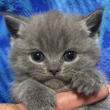 ブリティッシュショートヘア【千葉県・女の子・2023年12月23日・ブルー】の写真「父猫グランドチャンピオンです🏆✨」