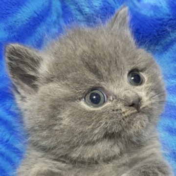 ブリティッシュショートヘア【千葉県・女の子・2023年12月23日・ブルー】の写真「父猫グランドチャンピオンです🏆✨」