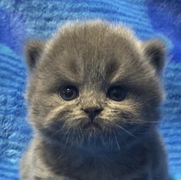 ブリティッシュショートヘア【千葉県・女の子・2024年8月14日・ブルー（ショート(セミロングかも？)）】の写真「父猫グランドチャンピオンです🏆」