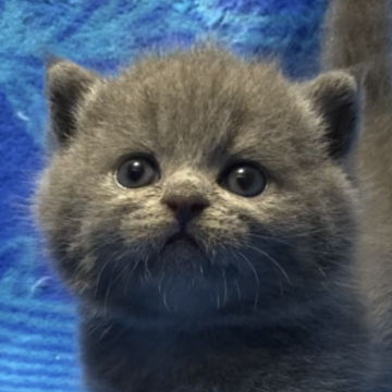ブリティッシュショートヘア【千葉県・男の子・2024年8月14日・ブルー】の写真「父猫グランドチャンピオンです🏆✨」