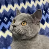 ブリティッシュショートヘア【千葉県・男の子・2024年1月30日・ブルー】の写真3