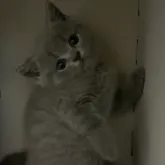 ブリティッシュショートヘア【千葉県・女の子・2023年10月9日・ブルー】の写真4