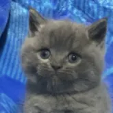 ブリティッシュショートヘア【千葉県・男の子・2023年2月20日・ブルー】の写真4