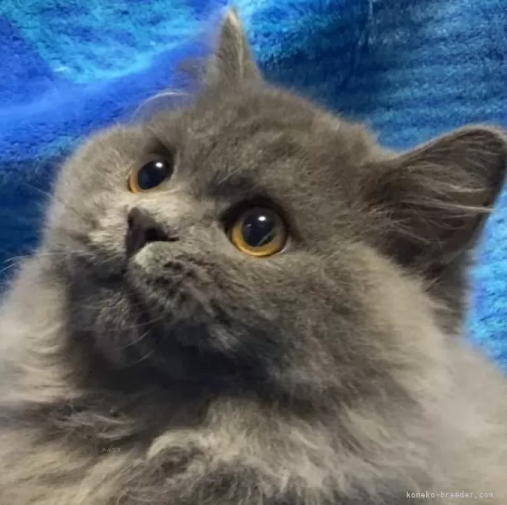 ID:2412-01490の子猫