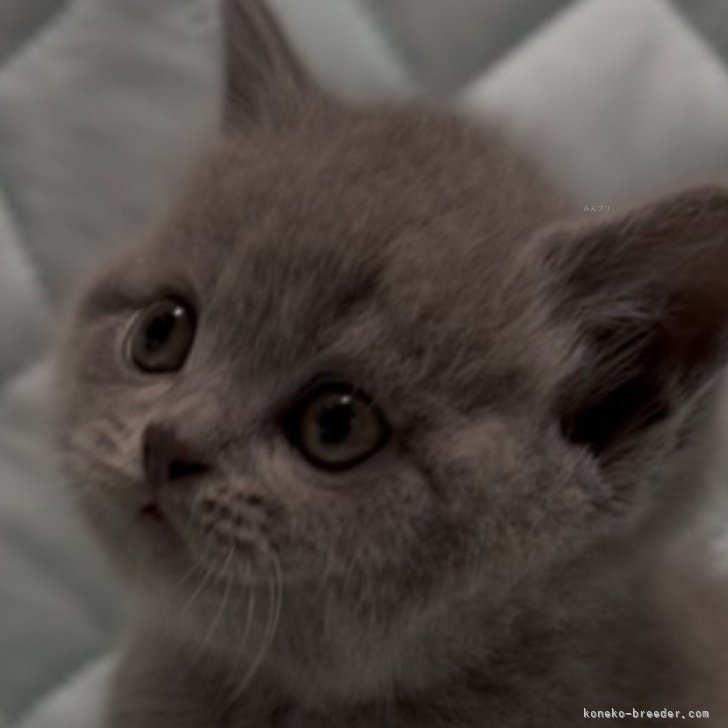 ブリーダー画像