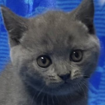 ブリティッシュショートヘア【千葉県・女の子・2025年8月10日・ブルー】の写真「父猫グランドチャンピオンです🏆✨」