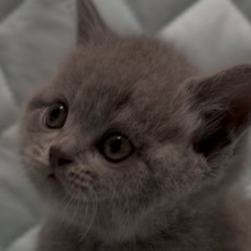 ブリティッシュショートヘア【千葉県・男の子・2025年9月30日・ブルー(実際見るとかなり薄めの綺麗なブルーです)】の写真「父猫グランドチャンピオンです🏆11/12画像更新」