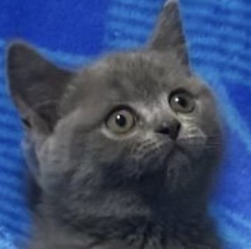 ブリティッシュショートヘア【千葉県・女の子・2025年8月10日・ブルー】の写真「父猫グランドチャンピオンです🏆✨」