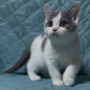 ブリティッシュショートヘア【千葉県・男の子・2025年11月29日・ブルー&ホワイト】の写真「体格も良く人懐っこい子です😊✨」