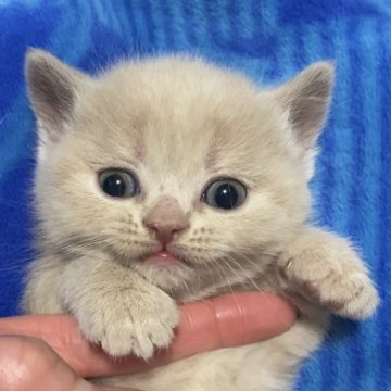 ブリティッシュショートヘア【千葉県・女の子・2024年12月13日・クリーム】の写真「クリームの女の子は産まれる確率が低いんです😊💕」