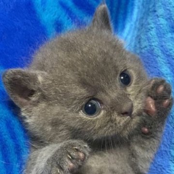 ブリティッシュショートヘア【千葉県・男の子・2025年8月10日・ブルー】の写真「父猫グランドチャンピオンです🏆9/7動画up」