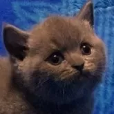 ブリティッシュショートヘア