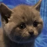 ブリティッシュショートヘア