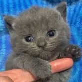 ブリティッシュショートヘア