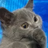 ブリティッシュショートヘア