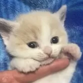ブリティッシュショートヘア