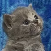 ブリティッシュショートヘア【千葉県・女の子・2025年9月30日・ブルー(実際見るとかなり薄めの綺麗なブルーです)】の写真2