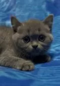 ブリティッシュショートヘア【千葉県・女の子・2025年10月9日・ブルー】の写真3