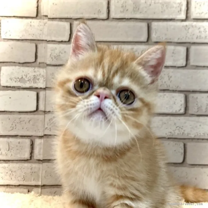 ID：2305-01579の子猫
