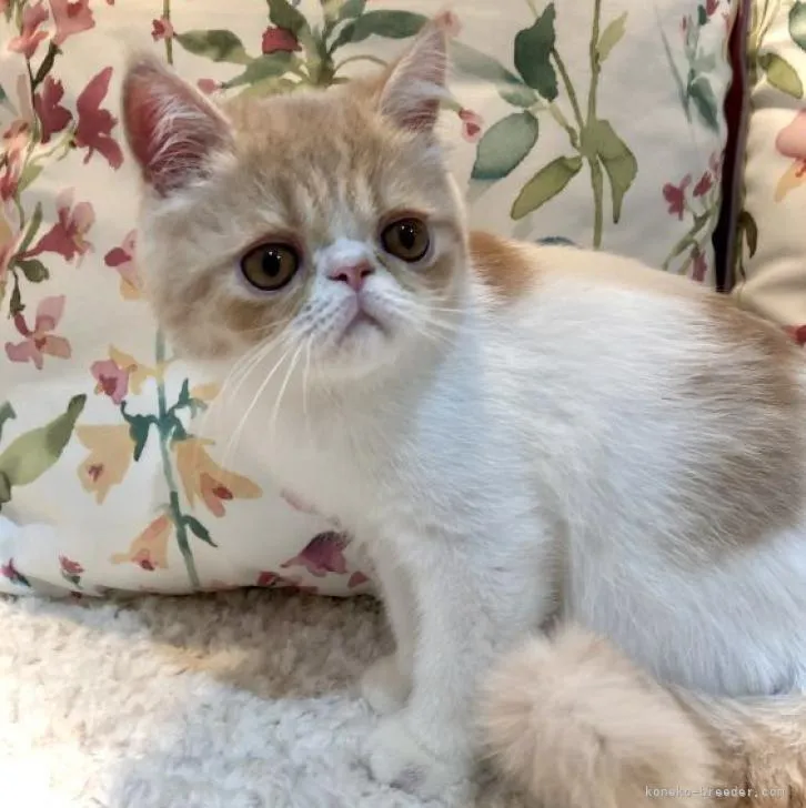 ID：2210-00615の子猫