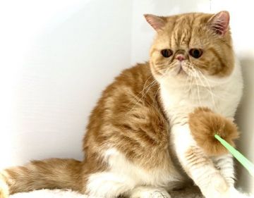 エキゾチックショートヘア【大阪府・男の子・2019年6月15日・レッドタビー&ホワイト】の写真「可愛い男の子です(*'▽'*)♪」