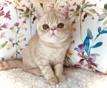 エキゾチックショートヘア【大阪府・男の子・2021年7月10日・レッドタビー】の写真「好奇心いっぱいで人懐っこい男の子(*^^*)」