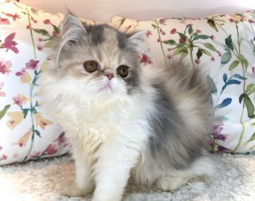 エキゾチックショートヘア【大阪府・女の子・2021年6月4日・ダイリュートキャリコ(ロング)】の写真「元気いっぱいで人懐っこい性格です♪♪」