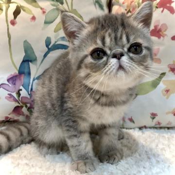 エキゾチックショートヘア【大阪府・男の子・2022年7月9日・ブルータビー&ホワイト】の写真「たれ目がチャームポイントの可愛い男の子(˶ฅωฅ˵」