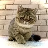 エキゾチックショートヘア【大阪府・女の子・2024年3月23日・ブラウンタビー】の写真1