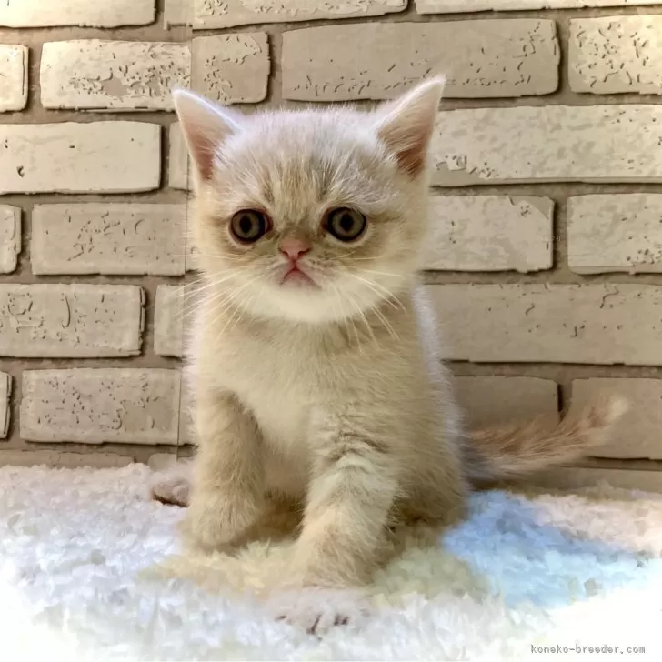 Y.M 様のお迎えした子猫