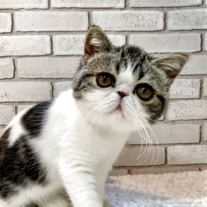 ID：2504-02984の子猫