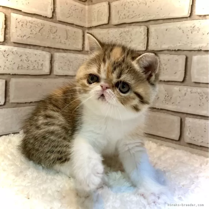 K.M 様のお迎えした子猫