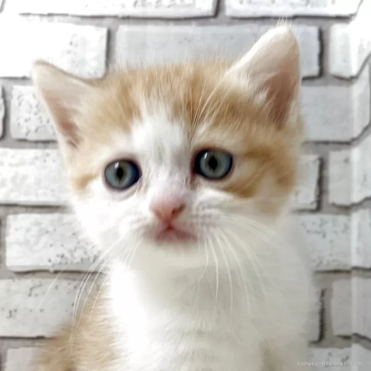 ミヌエット(長足)【大阪府・男の子・2025年10月26日・レッドタビー&amp;ホワイト】の写真1