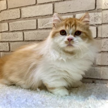 ミヌエット(短足)【大阪府・男の子・2024年11月21日・レッドタビー&ホワイト】の写真「クリクリお目目でとても人懐っこい子‎𖤐 ̖́-‬」