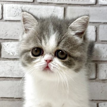 エキゾチックショートヘア【大阪府・女の子・2025年10月13日・ブルータビー&ホワイト】の写真「超人懐っこい女の子です🌟」