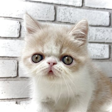 エキゾチックショートヘア【大阪府・男の子・2025年8月3日・クリームタビー&ホワイト】の写真「クリクリのお目目かとても可愛い男の子🌟」
