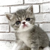 エキゾチックショートヘア