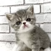 エキゾチックショートヘア