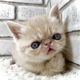 エキゾチックショートヘア