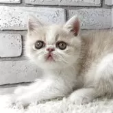 エキゾチックショートヘア