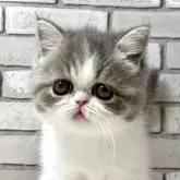 エキゾチックショートヘア