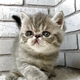 エキゾチックショートヘア