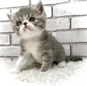 エキゾチックショートヘア【大阪府・男の子・2025年11月9日・ブルータビー&ホワイト】の写真4